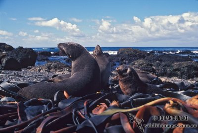 Antarctic Fur-Seal s0475.jpg