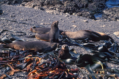 Antarctic Fur-Seal s0478.jpg