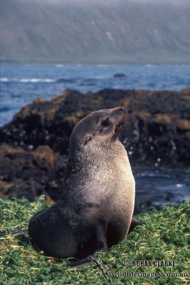 Antarctic Fur-Seal s0481.jpg