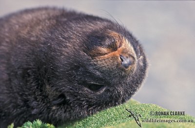 Antarctic Fur-Seal s0482