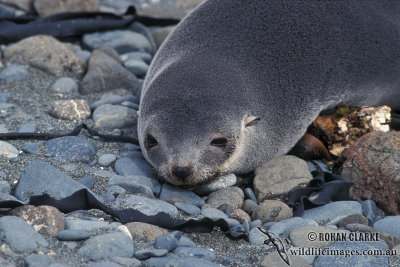Antarctic Fur-Seal s0483.jpg