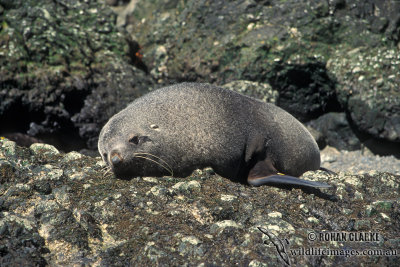 Antarctic Fur-Seal s0485.jpg