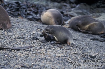 Antarctic Fur-Seal s0487.jpg