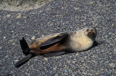 Antarctic Fur-Seal s0494.jpg