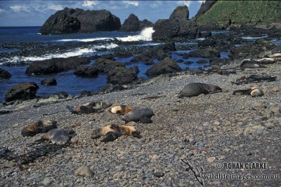 Antarctic Fur-Seal s0495.jpg