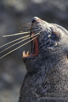 Antarctic Fur-Seal