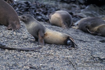 Antarctic Fur-Seal s0502.jpg