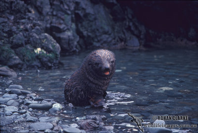 Antarctic Fur-Seal s0506.jpg