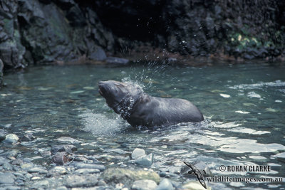 Antarctic Fur-Seal s0507.jpg