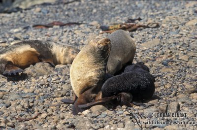 Antarctic Fur-Seal s0508.jpg
