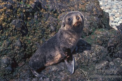 Antarctic Fur-Seal s0512.jpg