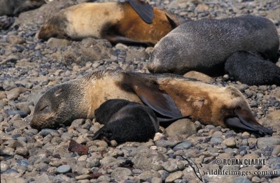 Antarctic Fur-Seal s0518.jpg