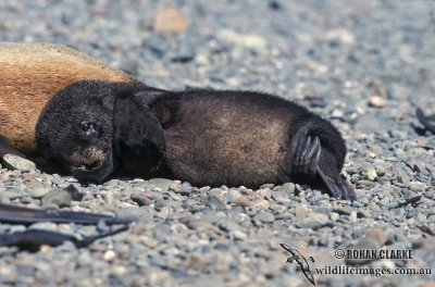 Antarctic Fur-Seal s0520.jpg