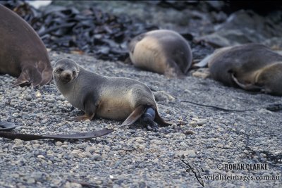Antarctic Fur-Seal s0523.jpg