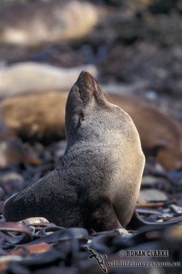 Antarctic Fur-Seal s0524.jpg