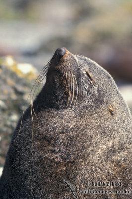 Antarctic Fur-Seal s0528.jpg