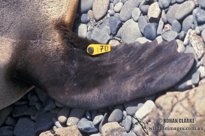 Antarctic Fur-Seal s0532.jpg