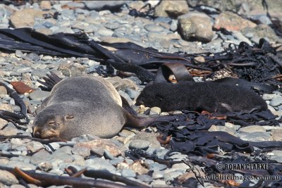 Antarctic Fur-Seal s0537.jpg