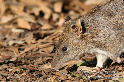 Southern Brown Bandicoot 1000.jpg