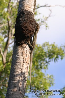 Varanus indicus 8808.jpg