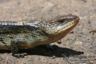 Tiliqua nigrolutea 5231.jpg