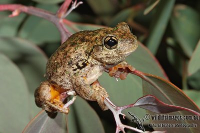 Litoria peroni 5304.jpg