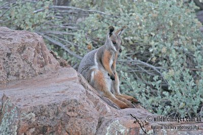 Yellow-footed Rock-Wallaby a2472.jpg