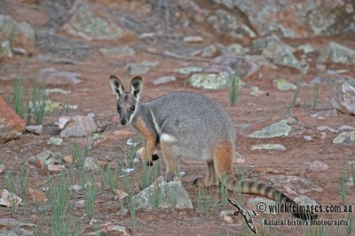 Yellow-footed Rock-Wallaby a2515.jpg