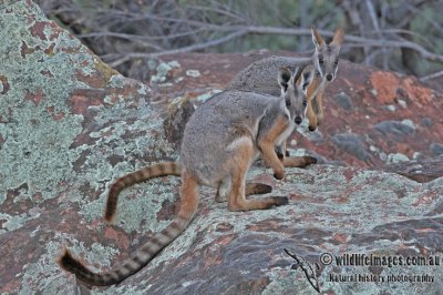 Yellow-footed Rock-Wallaby a2871.jpg