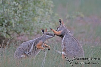 Yellow-footed Rock-Wallaby a2932.jpg