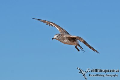 Black-tailed Gull a9605.jpg