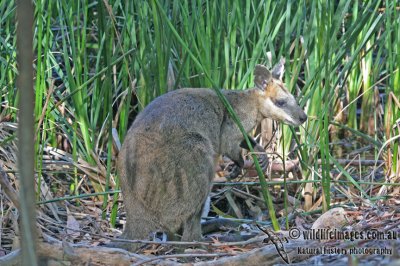 Tammar Wallaby a3129.jpg