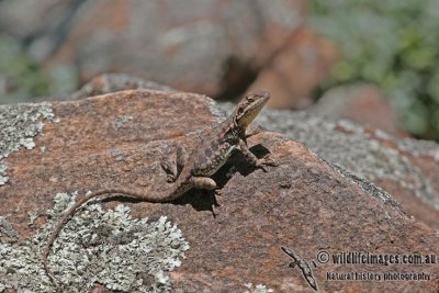 Ctenophorus decresii a2796.jpg