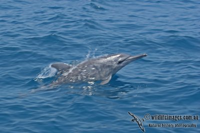 Long-snouted Spinner Dolphin a0461.jpg