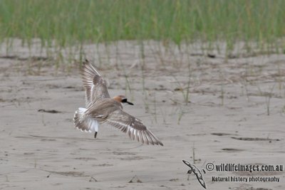 Greater Sand Plover a2137.jpg