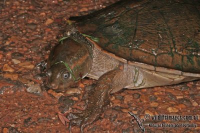 Turtle - Emydura worrelli