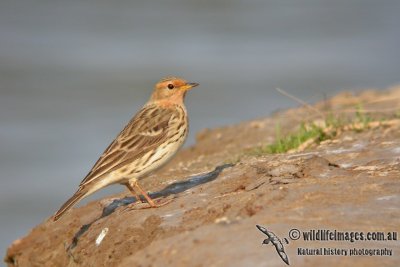 Red-throated Pipit  (Australian vagrant)
