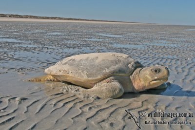 Flatback Turtle - Natator depressus