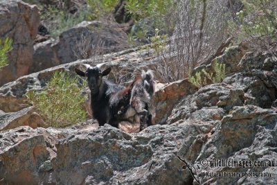 Feral Goat a2838.jpg