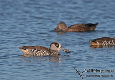 Pink-eared Duck (NZ vagrant)