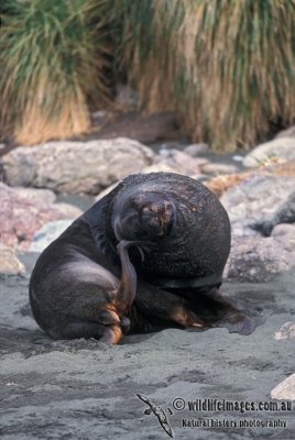 Hooker's Sea-lion s0554.jpg