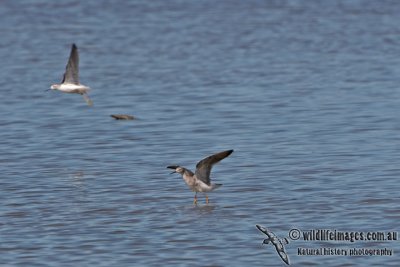 Lesser Yellowlegs a3789.jpg