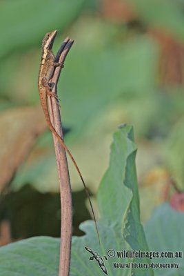 Striped Water Dragon - Lophognathus temporalis