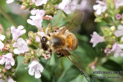 European Honey Bee 5407.jpg