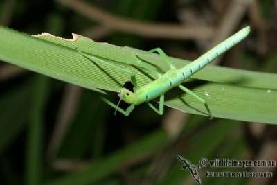 Peppermint Stick Insect - Megacrania batesii 9330.jpg