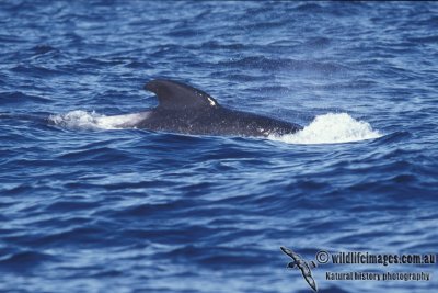 Long-finned Pilot Whale s0745.jpg