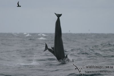 False Killer Whale 1934.jpg