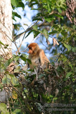 Proboscis Monkey 3232.jpg