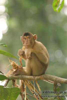 Pig-tailed Macaque - Macaca nemestrina