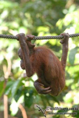 Orangutan 3486.jpg